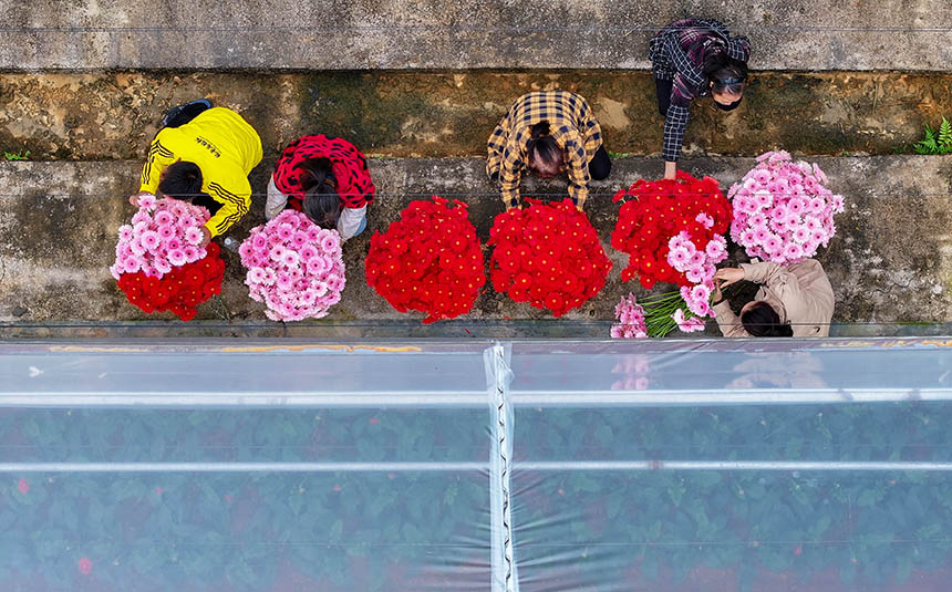 村民在采收非洲菊。 