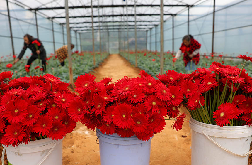  村民在采收非洲菊。 