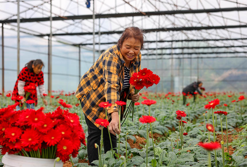 村民在采收非洲菊。