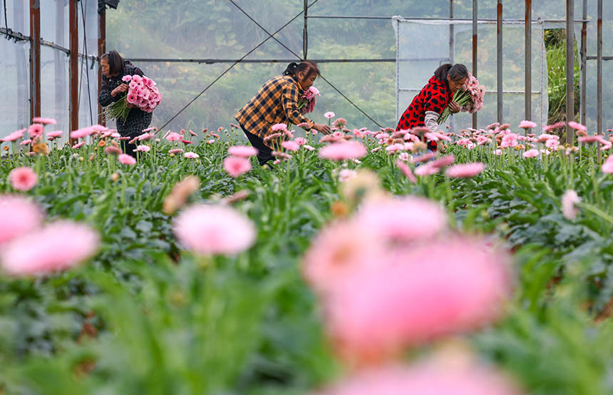 村民在采收非洲菊。