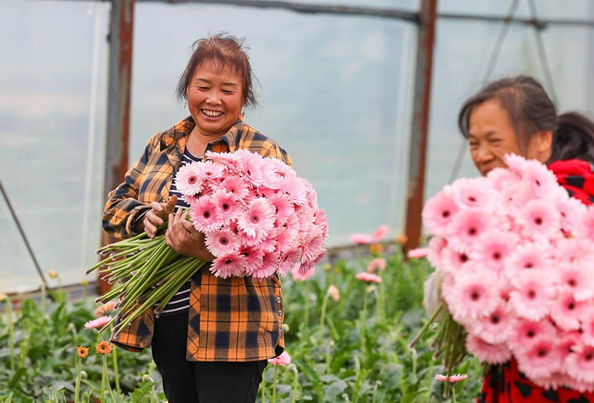 村民在采收非洲菊。 