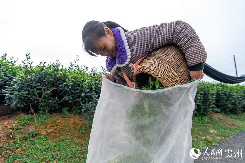 茶農將采摘好的秋茶裝袋。人民網記者 涂敏攝