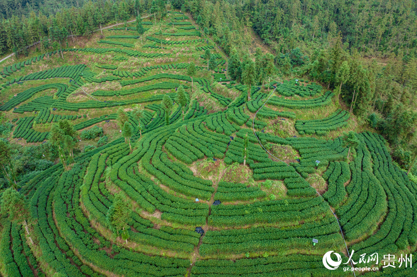 航拍貴州省銅仁市江口縣壩盤鎮九龍山茶園基地。人民網記者 涂敏攝