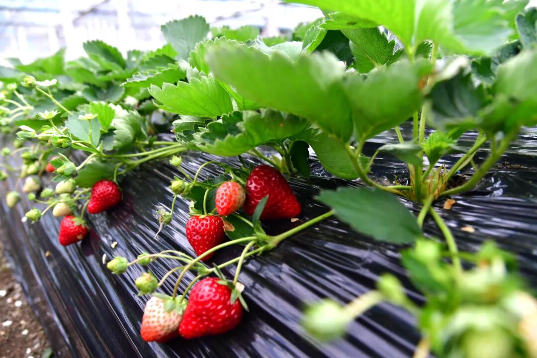 每顆草莓色澤飽滿。