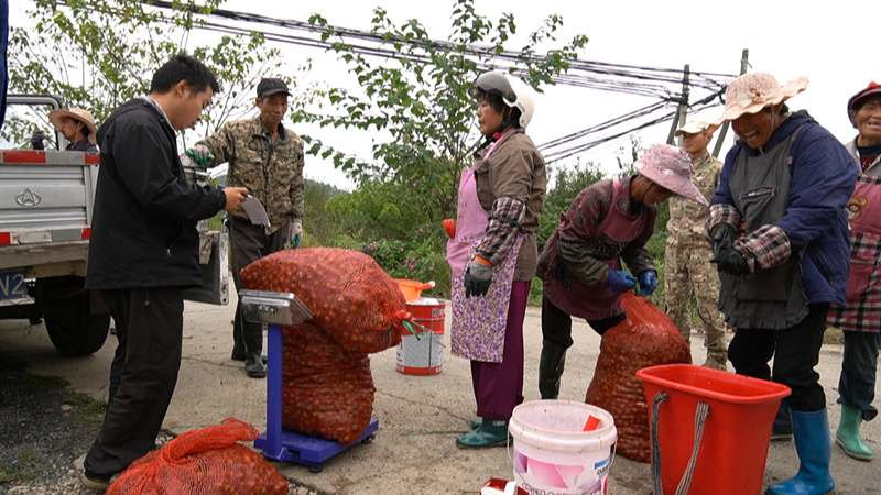 安順經(jīng)開區(qū)金刺梨進(jìn)入采收季。