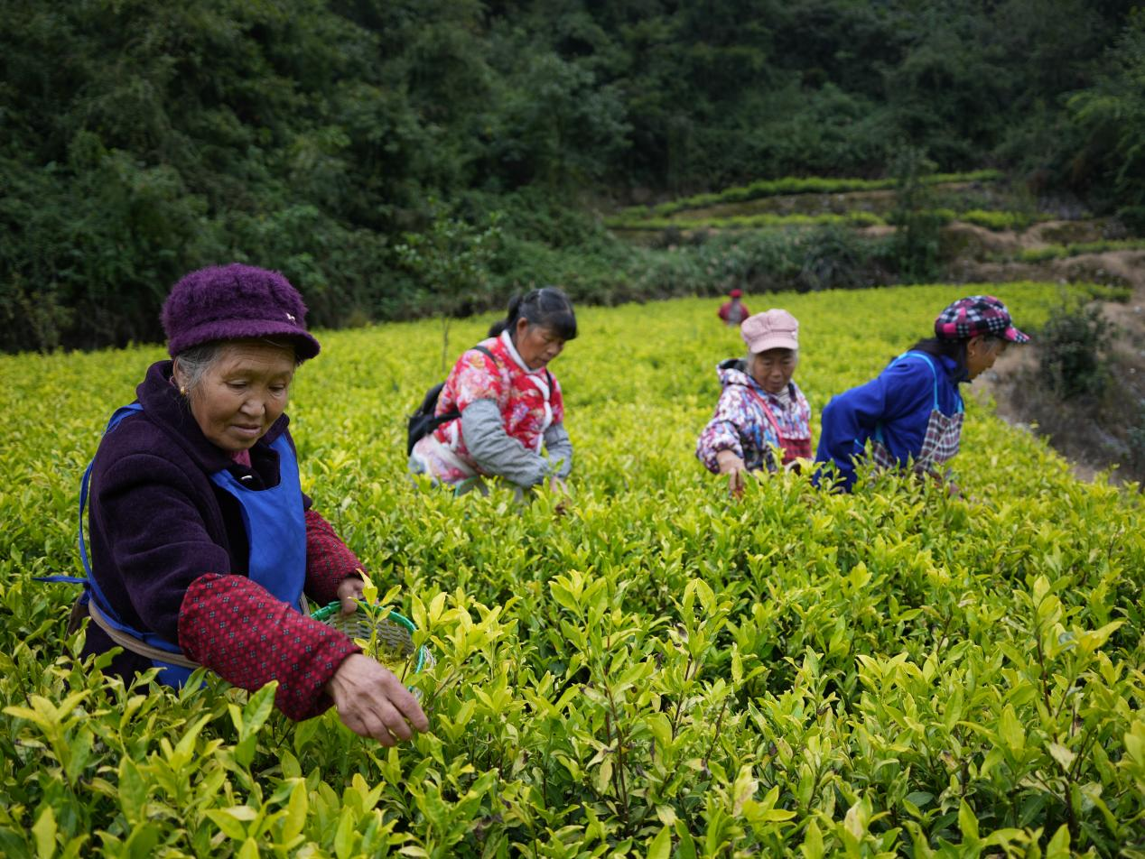 秋茶映金輝 增收鏈延長。