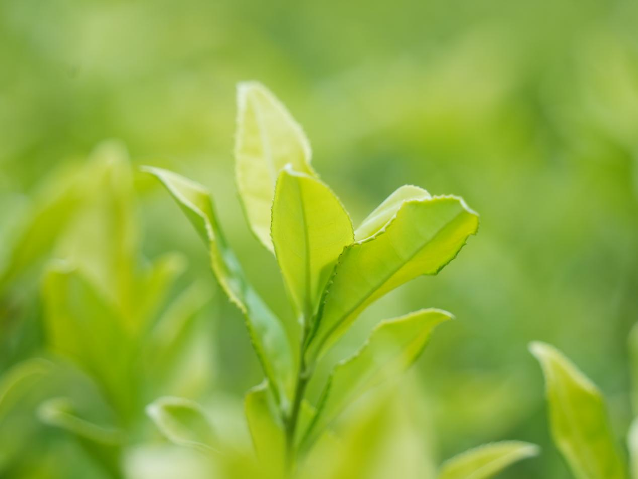 秋茶映金輝 增收鏈延長。