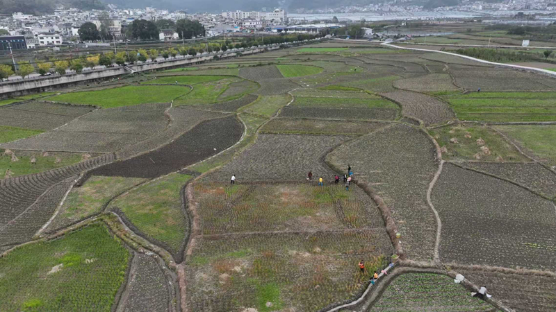 油菜移栽現場。