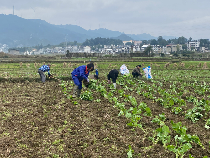 農戶搶抓農時移栽油菜。