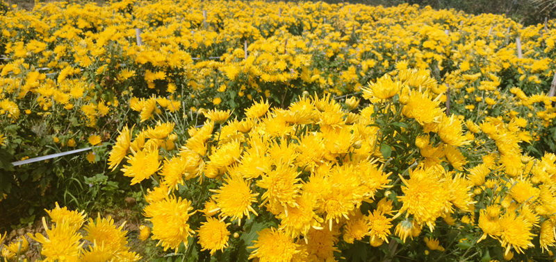 盛開的金絲黃菊。