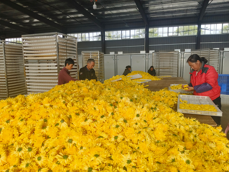 分揀鮮菊花。