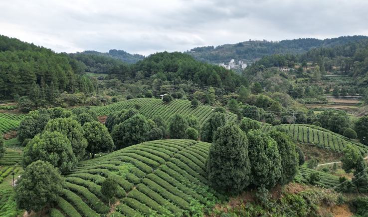 貴州思南：“碾茶”走出茶產(chǎn)業(yè)發(fā)展新路徑