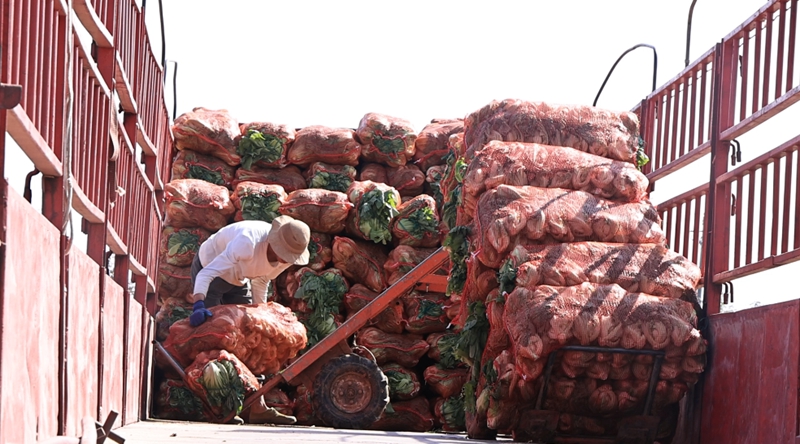 獨山縣高坪村千畝芥菜迎豐收。