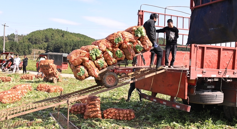 獨山縣高坪村千畝芥菜迎豐收。