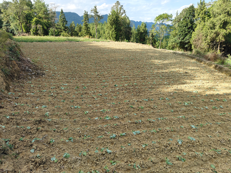 栽種好的制種油菜。