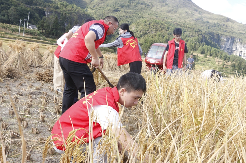貴定縣稅務局志愿者幫助農戶搶收。