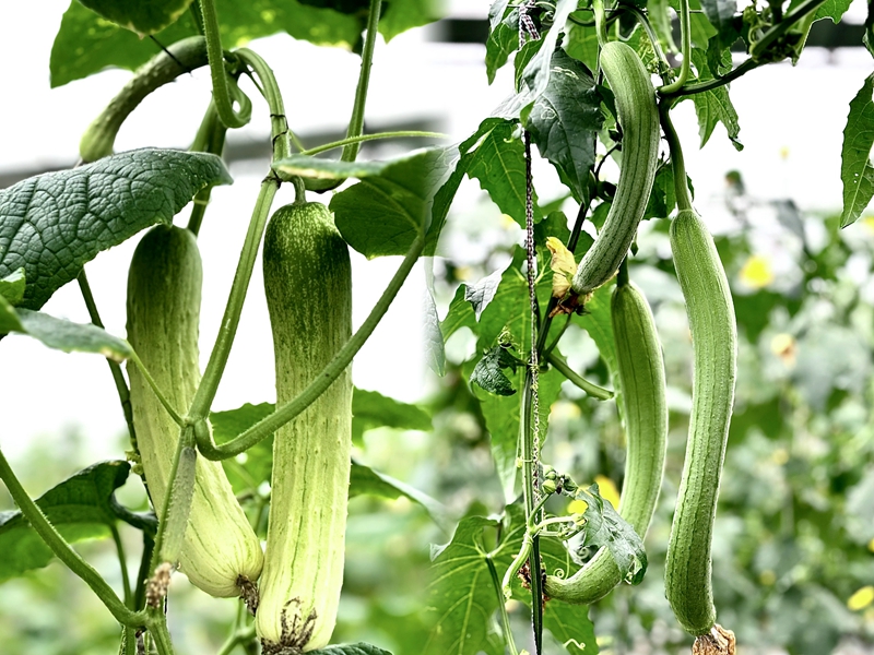 3、吼灘蔬菜基地綠色、健康的蔬菜。刁苓沙 攝.jpg