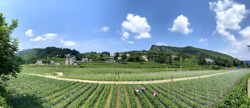 5、“校園餐”蔬菜直供基地之一——溫水鎮(zhèn)婁底村下營蔬菜基地。刁苓沙 攝.jpg