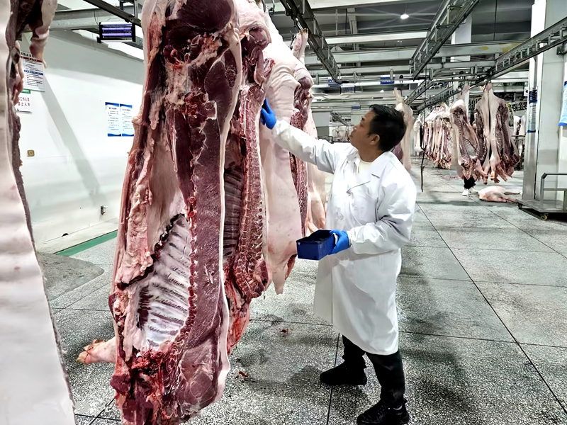 6、屠宰場工作人員為豬肉加蓋檢疫驗訖印章。刁苓沙 攝.jpg