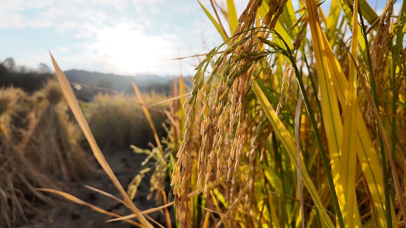 晚稻種植 (3).JPG