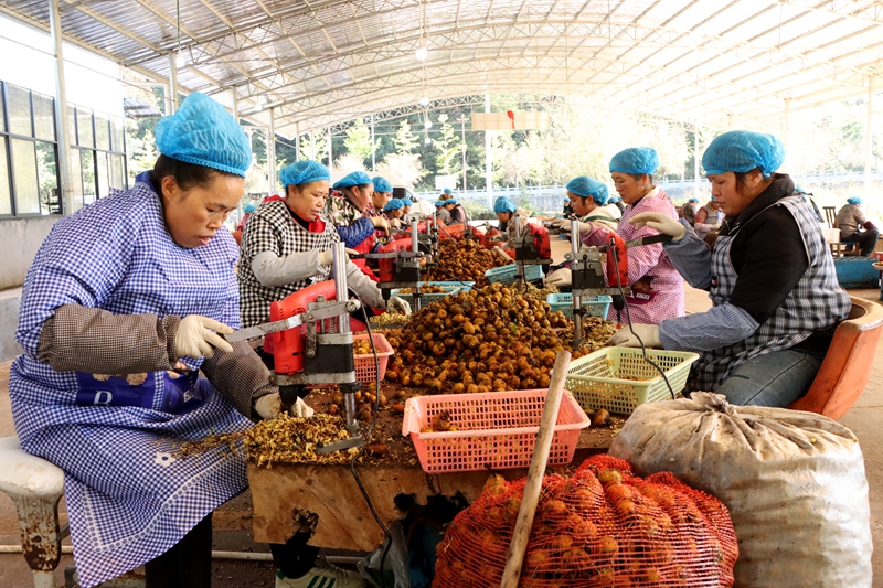 當刺梨遇上紅茶 貴州獨山解鎖特色產業多元新圖景。