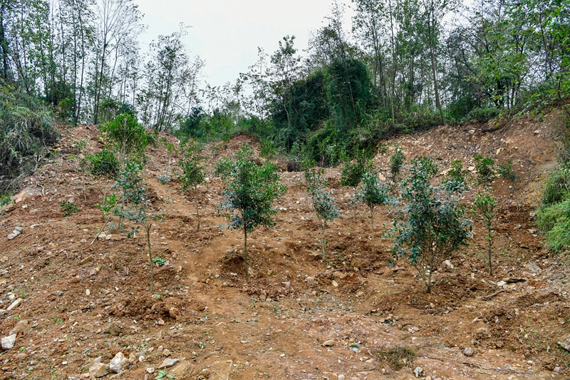 4、 非法開采區域已進行修復。.jpg