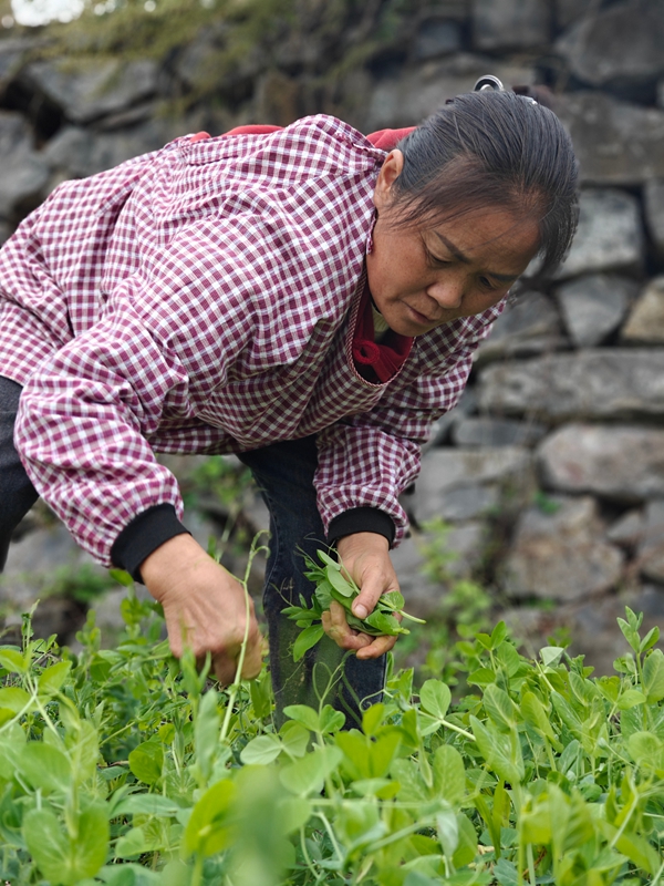 2、村民們忙著采摘豌豆尖。