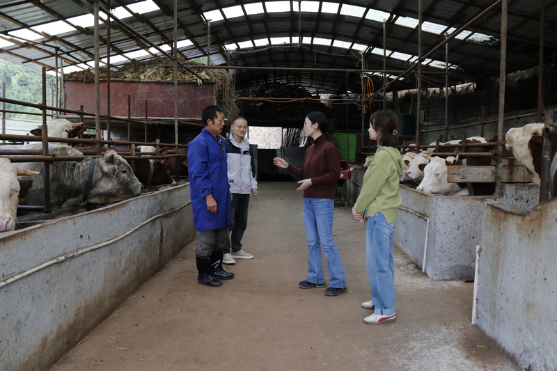 科技特派員到養(yǎng)牛場(chǎng)了解養(yǎng)殖情況 。