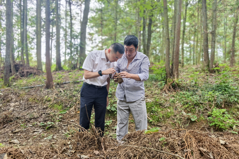 林下天麻種植。