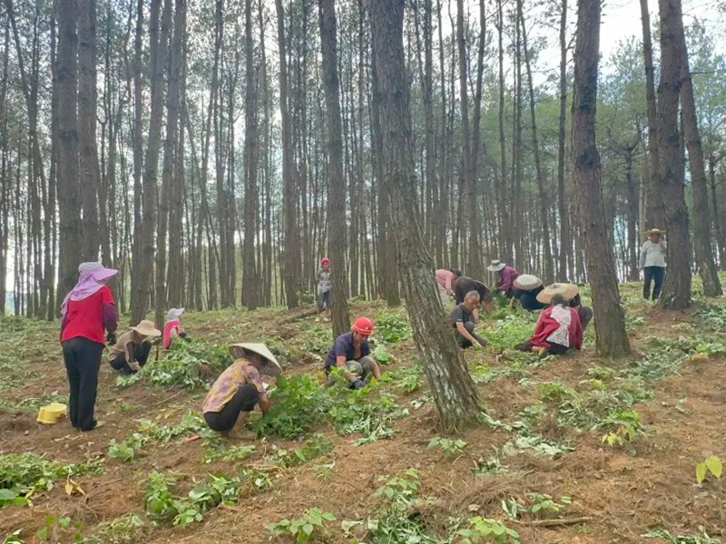 魚(yú)塘鄉(xiāng)淫羊藿管護(hù)現(xiàn)場(chǎng)。