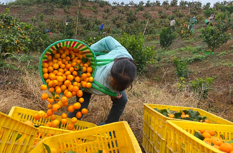 獨山縣三興村:柑橘豐收甜了市場 富了鄉親。