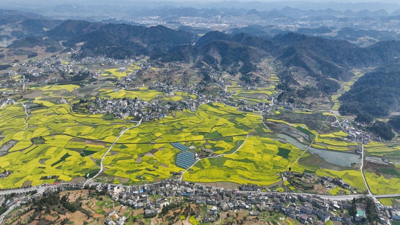 平壩鎮油菜基地 金莎 攝.jpg