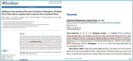 貴州佛頂山生態保護再傳捷報:科考團隊發現溪泥甲科昆蟲新物種。貴州大學供圖