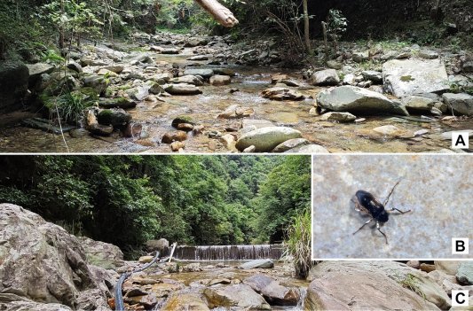 貴州佛頂山生態保護再傳捷報:科考團隊發現溪泥甲科昆蟲新物種。貴州大學供圖