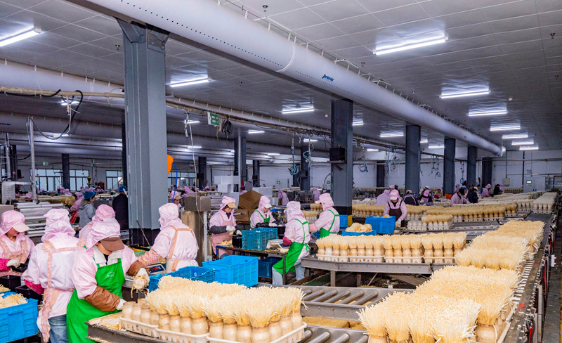 貴陽銀行支持威寧雪榕生物科技有限公司生產金針菇。余軍攝