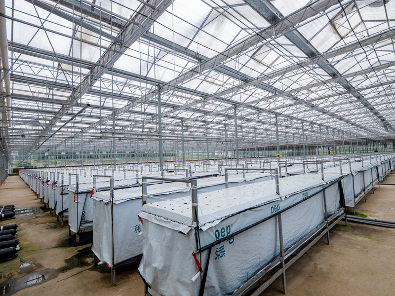 貴陽銀行支持威寧自治縣的中墾薯業有限公司培育馬鈴薯原原種。余軍攝