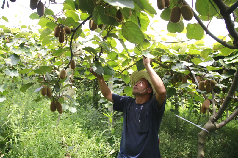 修文獼猴桃管護。受訪者供圖
