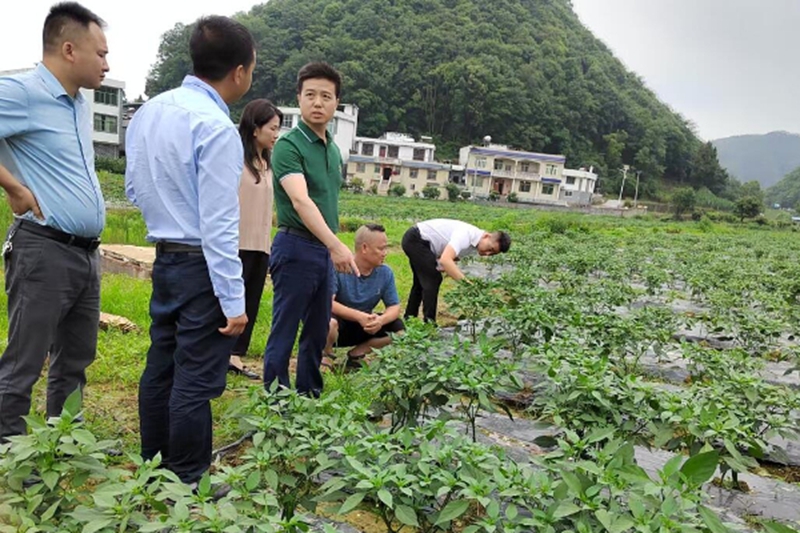 譚輝杰到種植點了解早春辣椒生長情況.jpg