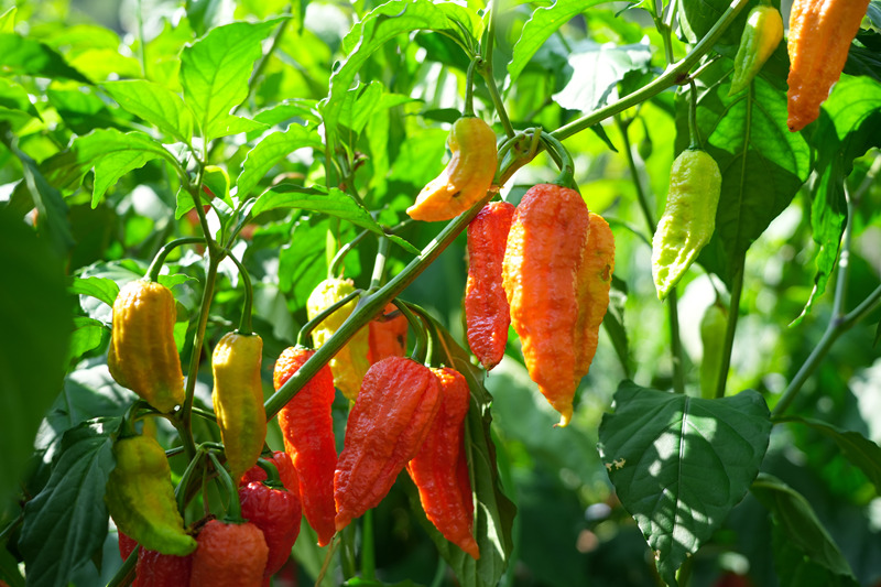 成熟的工業(yè)辣椒。