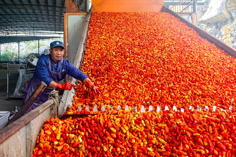 工業(yè)辣椒粗選。