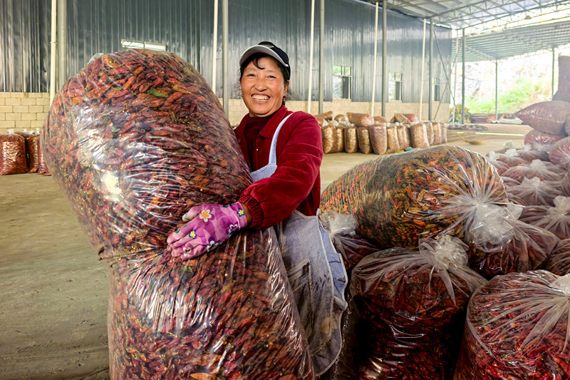 烘烤干的工業(yè)辣椒。