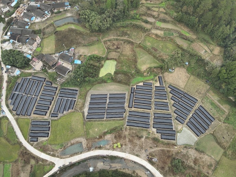 施秉縣馬號鎮羊肚菌基地一角