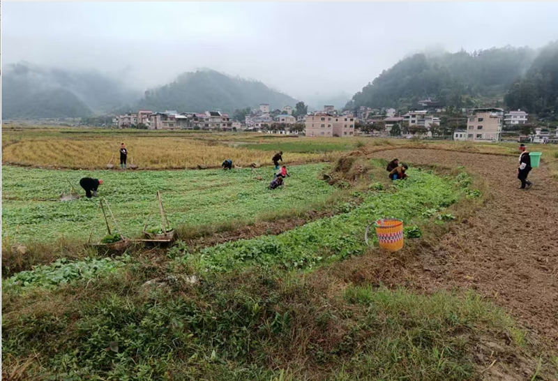 施秉縣馬號鎮群眾在移栽油菜。