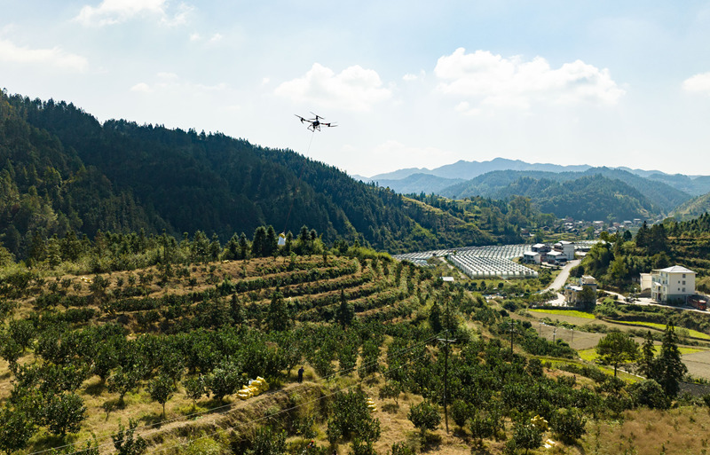 無(wú)人機(jī)運(yùn)送香柚。
