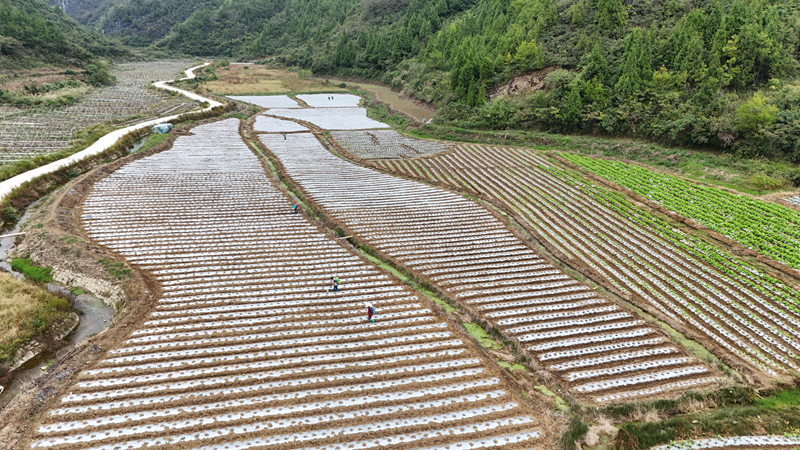 工人進行田間管理。