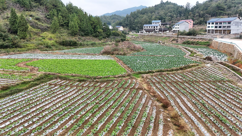 蔬菜種植基地。