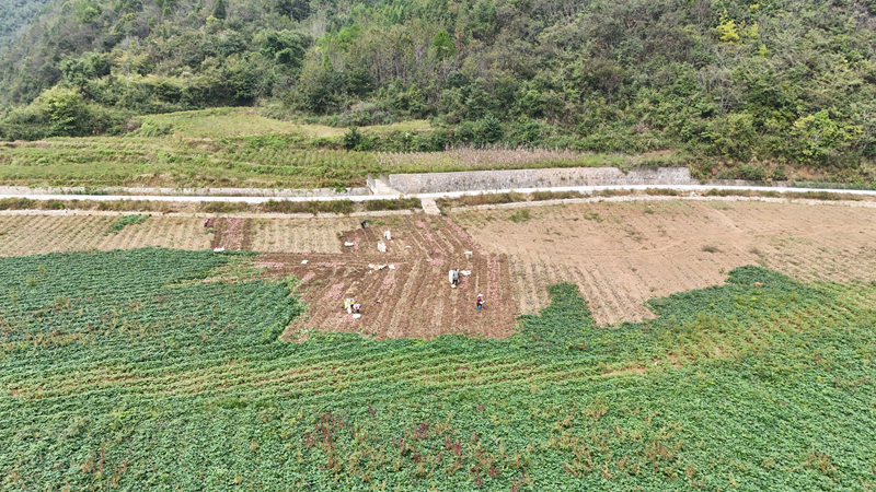石阡縣聚鳳鄉柳坪村紅薯種植基地。
