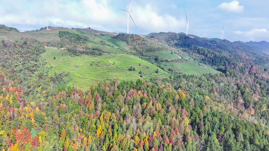 圖為印江自治縣沙子坡鎮的萬畝原生態楓林。