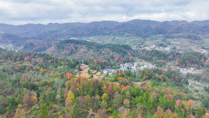 圖為印江自治縣沙子坡鎮的萬畝原生態楓林。