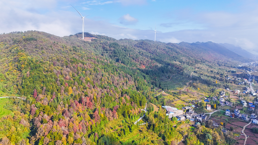 圖為印江自治縣沙子坡鎮的萬畝原生態楓林。